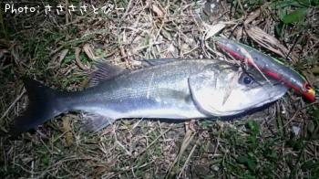 �����Х�