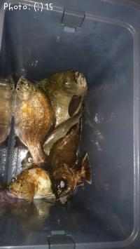 ��������Х롢���������᥸�ʡ������ʤ�