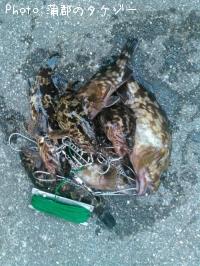 �����Υ���Х�