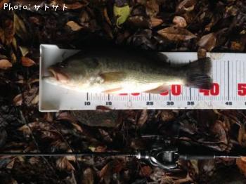 �֥�å��Х�