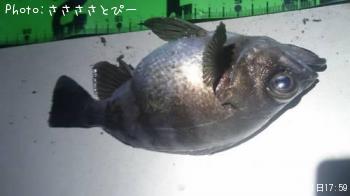 ��Х������