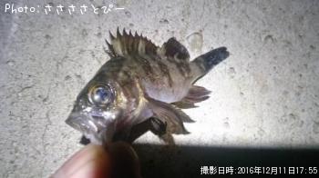 ��Х������