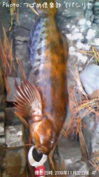 �����ʥ�