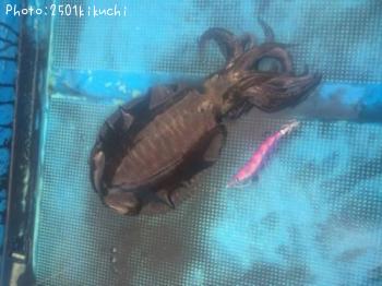 �����ꥤ��