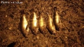 ������Х�