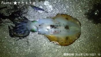 ¥¢¥ª¥ê¥¤¥«