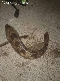 �����ʥ�