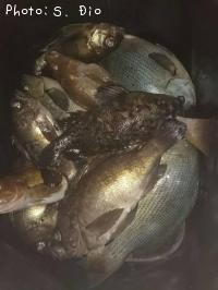 ��Х롢��饽���������ʥ�