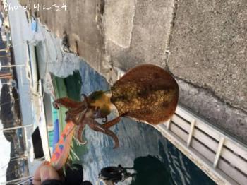 ¥¢¥ª¥ê¥¤¥«