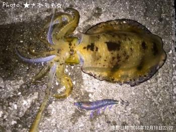 ¥¢¥ª¥ê¥¤¥«