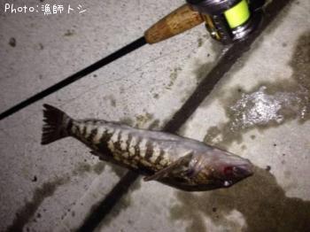 �����ʥ�