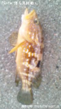 ¥«¥µ¥´¡¢¥µ¥Ð¡¢¥¥¸¥Ï¥¿¡¢¥¯¥¨¡¢¥±¥ó¥µ¥¥¤¥«¡¢¥µ¥¶¥¨