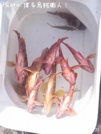 ¥«¥µ¥´¡¢¥µ¥Ð¡¢¥¥¸¥Ï¥¿¡¢¥¯¥¨¡¢¥±¥ó¥µ¥¥¤¥«¡¢¥µ¥¶¥¨