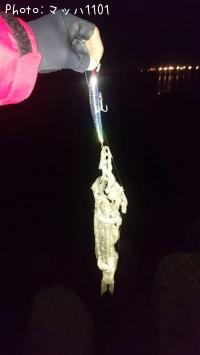 ����ӥ����Х�