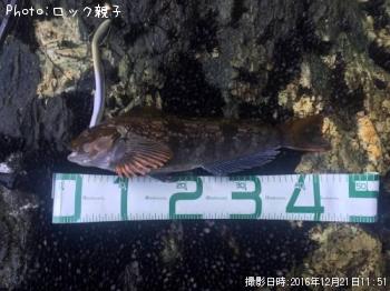 �����ʥ�