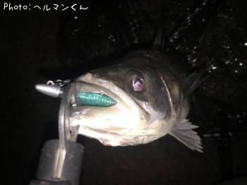 ¥·¡¼¥Ð¥¹