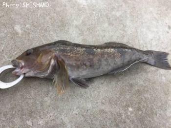 �����ʥ�