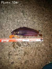 ¥¨¥¾¥¤¥½¥¢¥¤¥Ê¥á