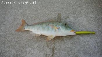 �ۥ����������ӡʥ���