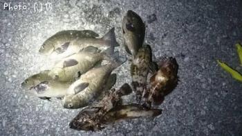 ¥«¥µ¥´¡¢¥½¥¤¡¢¥¢¥¤¥Ê¥á¡¢¥á¥¸¥Ê