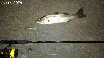 �����Х�