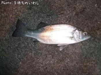 ¥»¥¤¥´