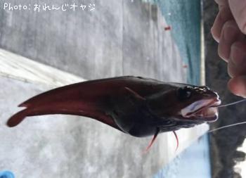 ¥¨¥¾¥¤¥½¥¢¥¤¥Ê¥á