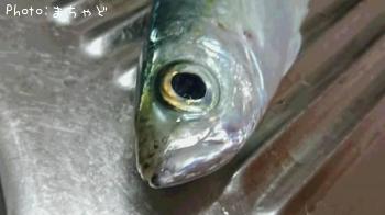 �������ڥᥢ����