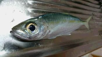 �������ڥᥢ����