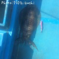 ¥¢¥ª¥ê¥¤¥«