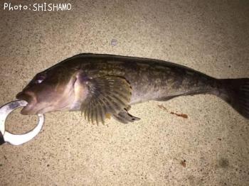 �����ʥ�