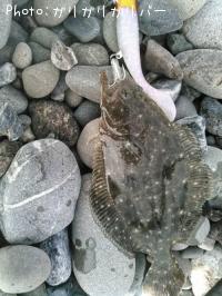 �ҥ�ᡡ�ڥ�����