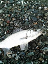 ¡¡¡Ú¥Õ¥Ã¥³¡Û