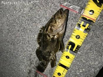 �٥å�������