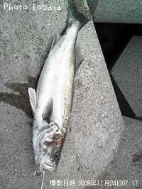 �����Х�