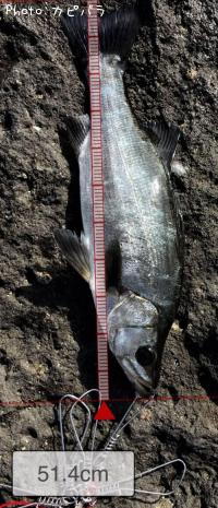 �ҥ饻����