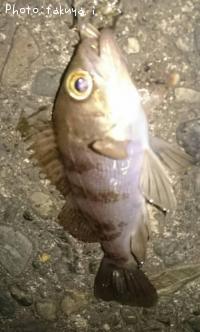 ¥¬¥é¥«¥Ö¡¢¥á¥Ð¥ë