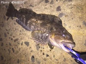 �����ʥ�