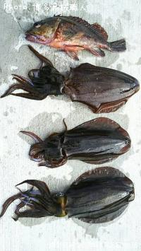 ¥¢¥ª¥ê¥¤¥«¡¢¥«¥µ¥´