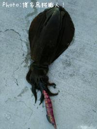 ¥¢¥ª¥ê¥¤¥«¡¢¥«¥µ¥´