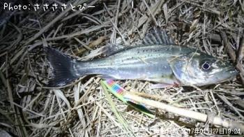 ¥Á¥£¡¼¥Ð¥¹