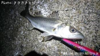 ¥Á¥£¡¼¥Ð¥¹