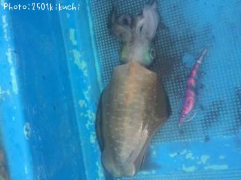 ¥¢¥ª¥ê¥¤¥«