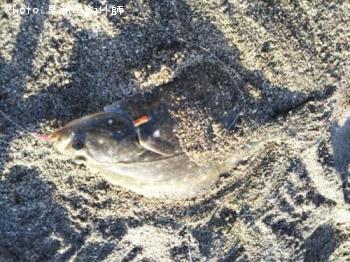 �������쥤