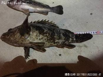 ¥Ù¥Ã¥³¥¦¥¾¥¤