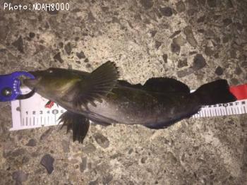 �����ʥ�