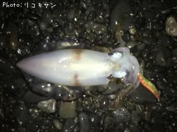 �����ꥤ��