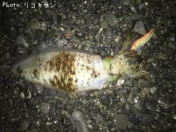 �����ꥤ��