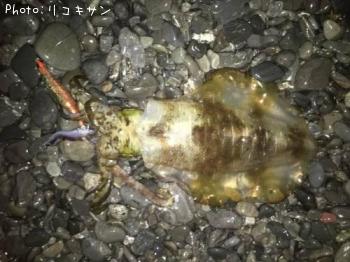 �����ꥤ��