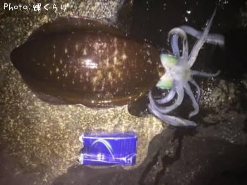 �����ꥤ��